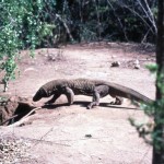 The most fearful iguana in Indonesia - the monitor lizard, known as the Komodo dragon!