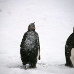Penguins like the snow