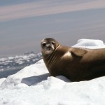 Seals love resting on the ice