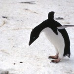 An Adelie penguin