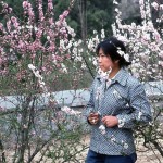 Yuguanten Park is famous for its cherry trees.