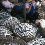 In South China, fish for sale.