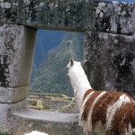 A llama sees the ruins of great Machu Picchu. 