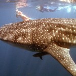 We swam with whale sharks in Western Australia!
