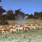 A herd of antelopes.