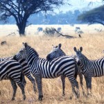 Do zebras have more black stripes or more white stripes?