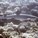 White tip reef sharks are not friendly. 