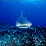 A head-on view of a white tip reef shark. Photo by Jim Scheiner.