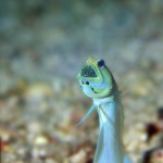 A male jaw fish with eggs in it mouth. Photo by Jim Scheiner.