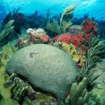 Brain coral in a reef! Photo by Jim Scheiner.