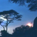 A beautiful sunset lights up the acacia trees.