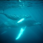 We swam with this humpback whale and her calf for over an hour! Photo by Jim Scheiner.