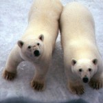 I photographed these polar bears from the ship. You wouldn't want to go near their paws! One swipe would knock you down!