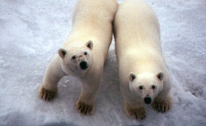 I photographed these polar bears from the ship. You wouldn't want to go near their paws! One swipe would knock you down!
