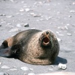 A honk from a seal keeps us away.