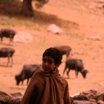 A Kashmir shepherd.